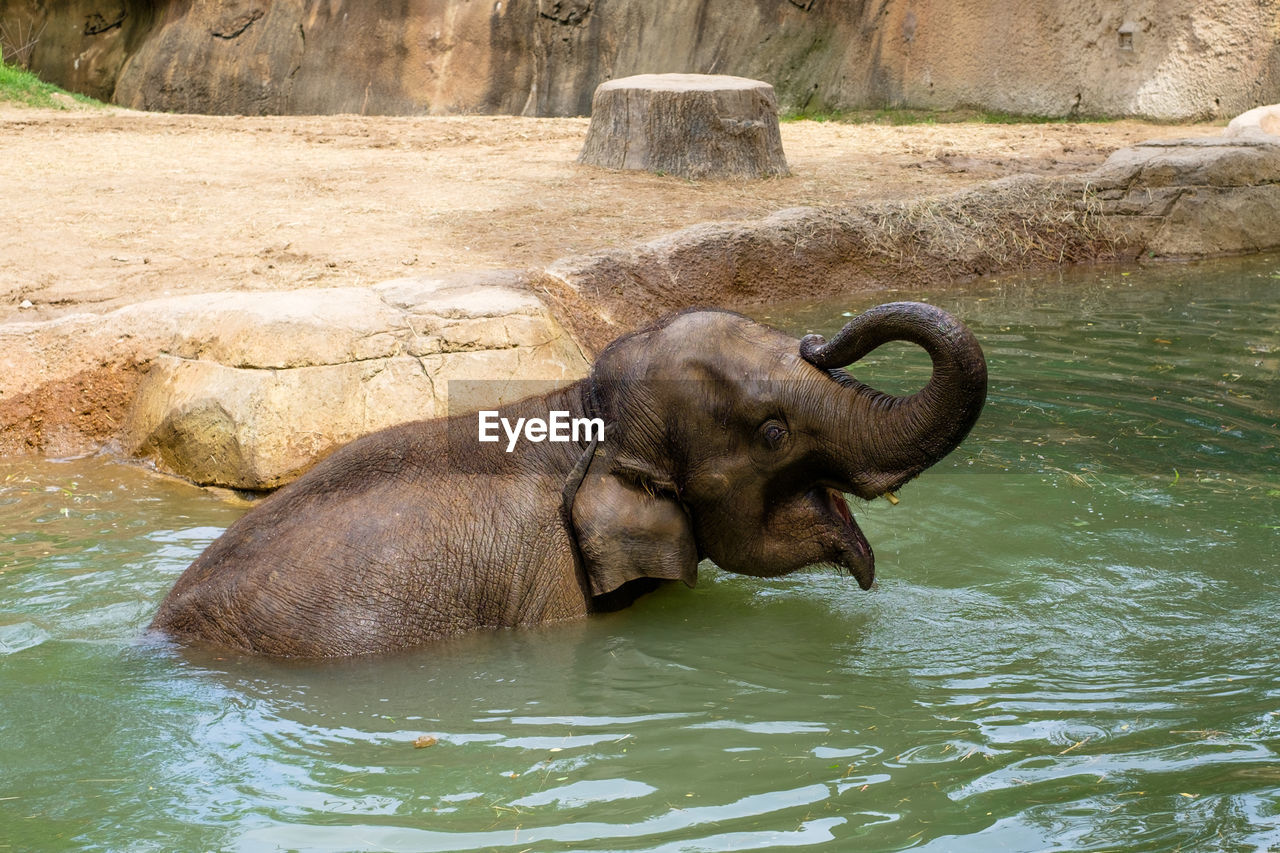 Elephant swimming in water at zoo