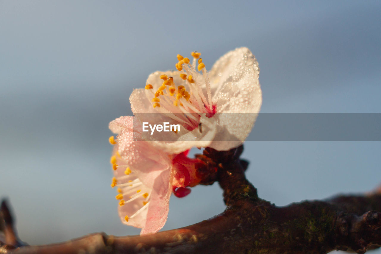 Marco picture of apricot flowers blooming on a branch , organic garden , italy .