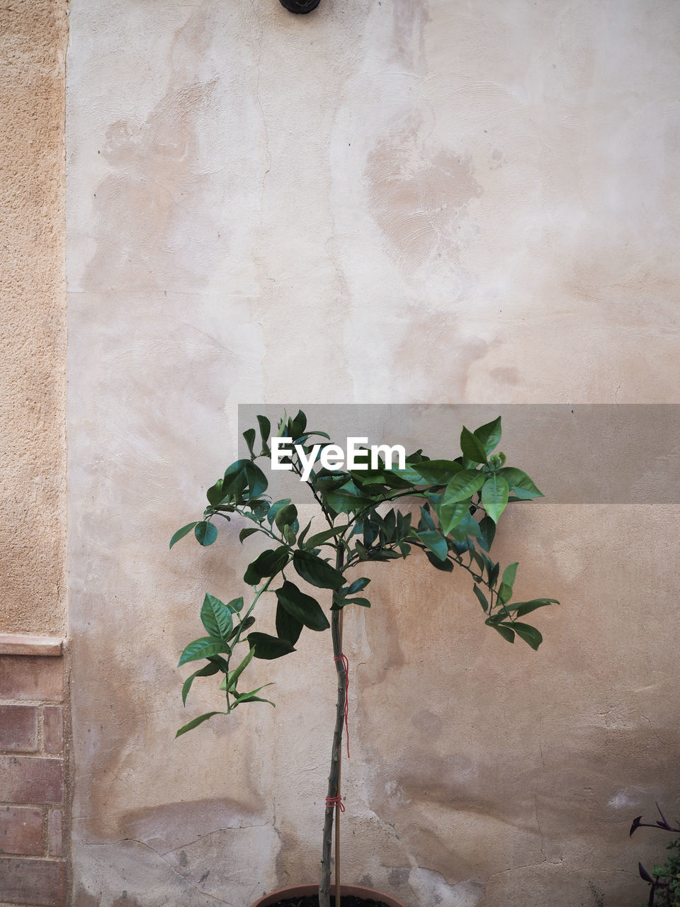 Close-up of plant against wall