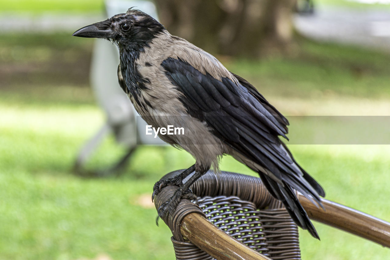 Close-up of bird perching on a field