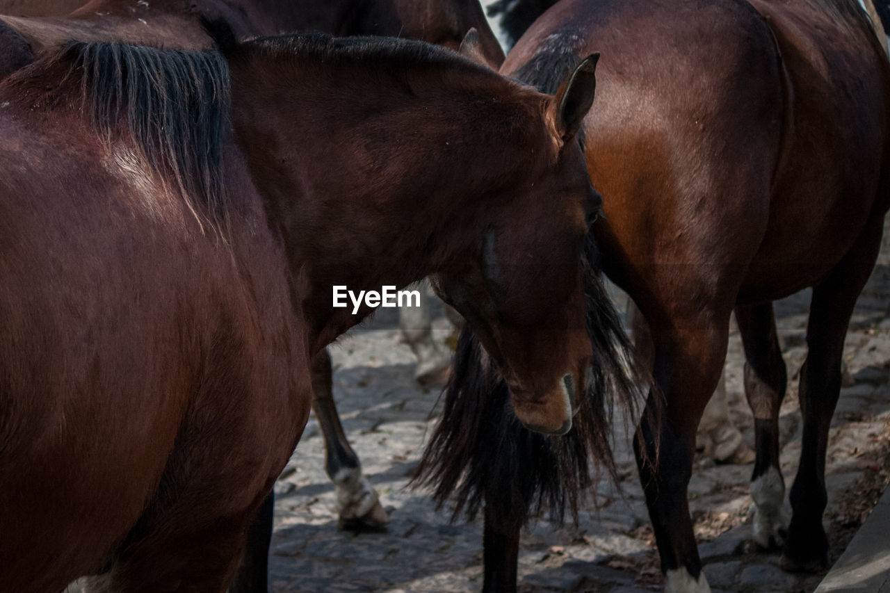 Horses in stable