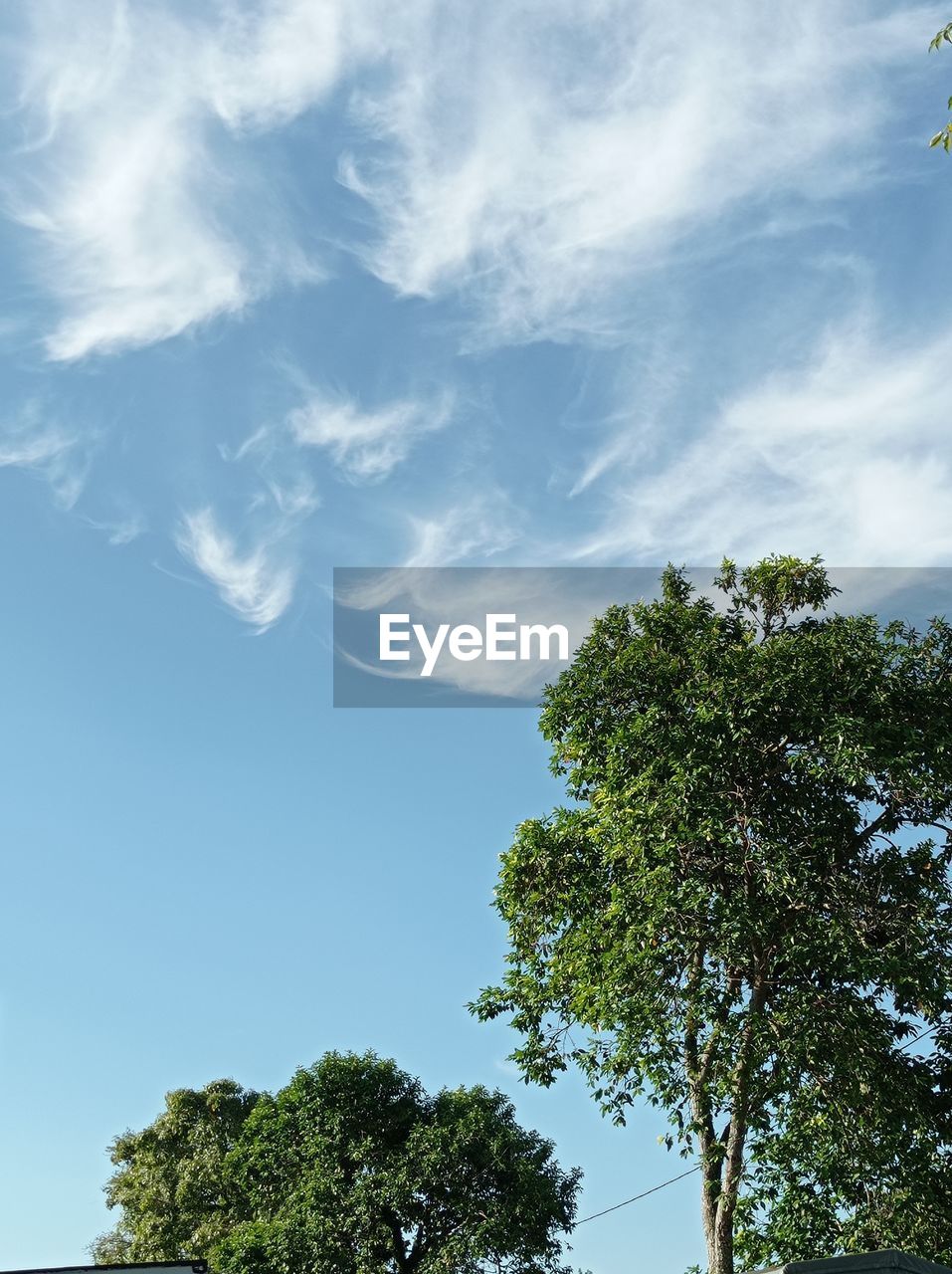 LOW ANGLE VIEW OF TREES AGAINST CLOUDY SKY