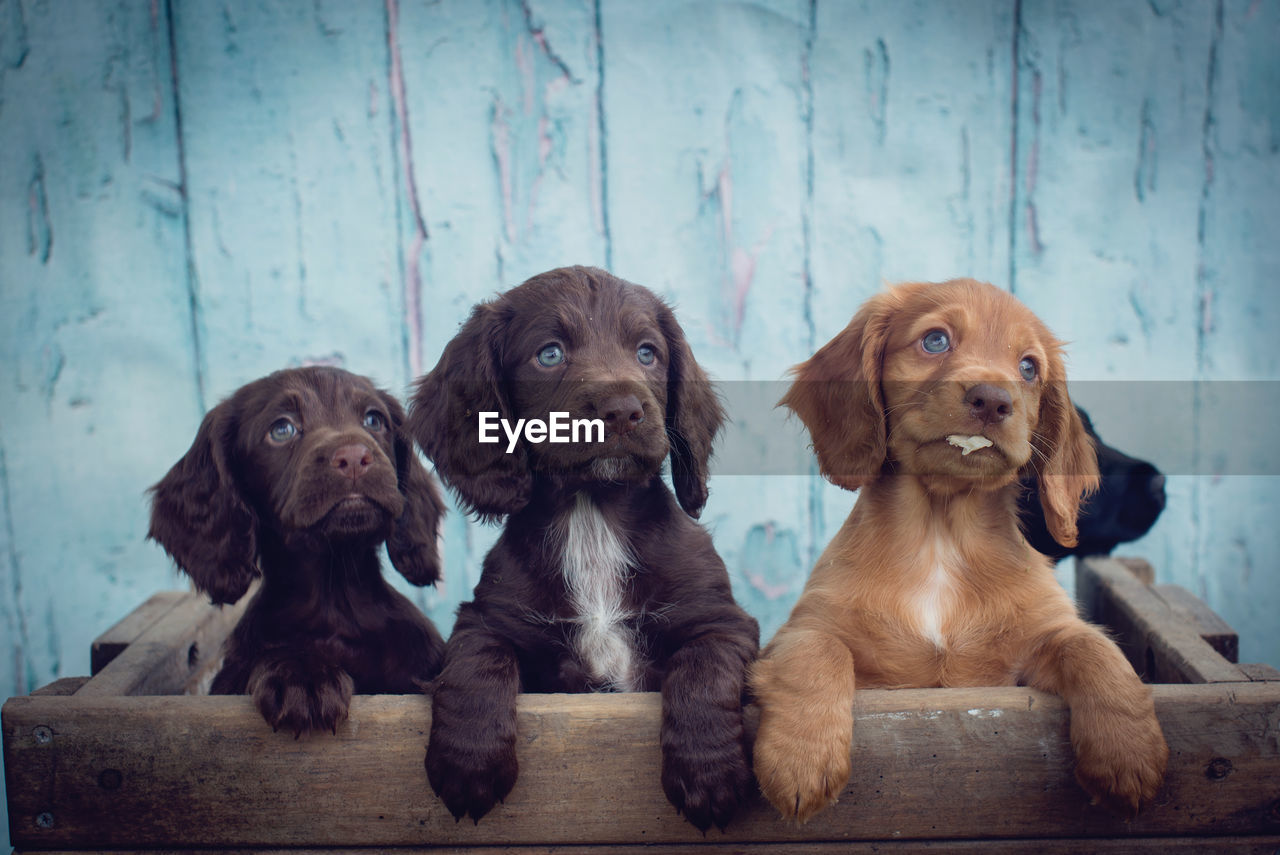 Close-up of puppies against wooden wall