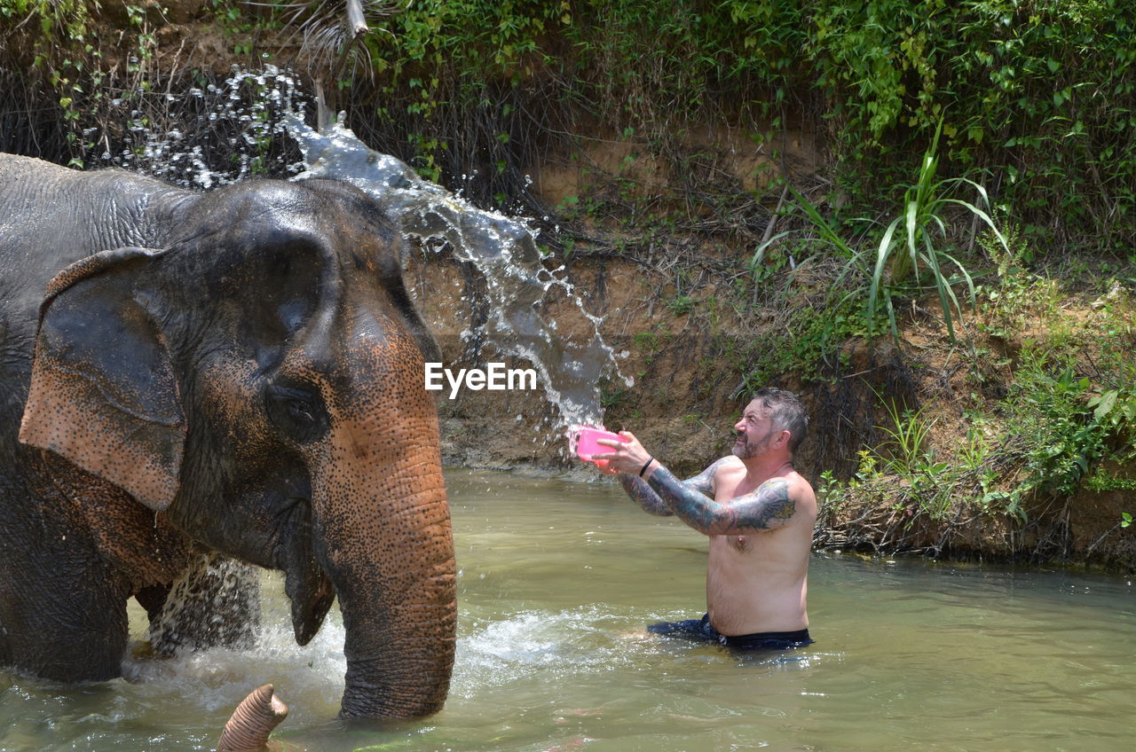 FULL LENGTH OF ELEPHANT IN RIVER