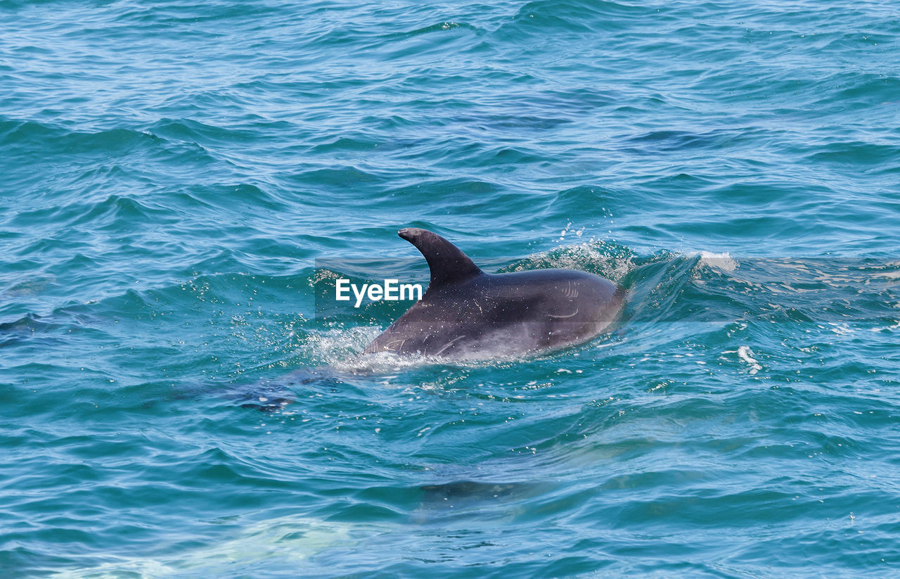 View of dolphin in sea