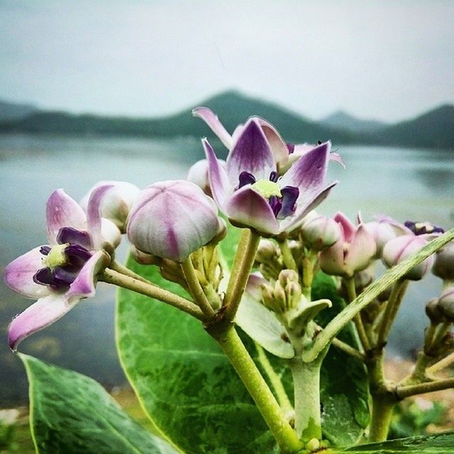 CLOSE-UP OF PINK FLOWERS