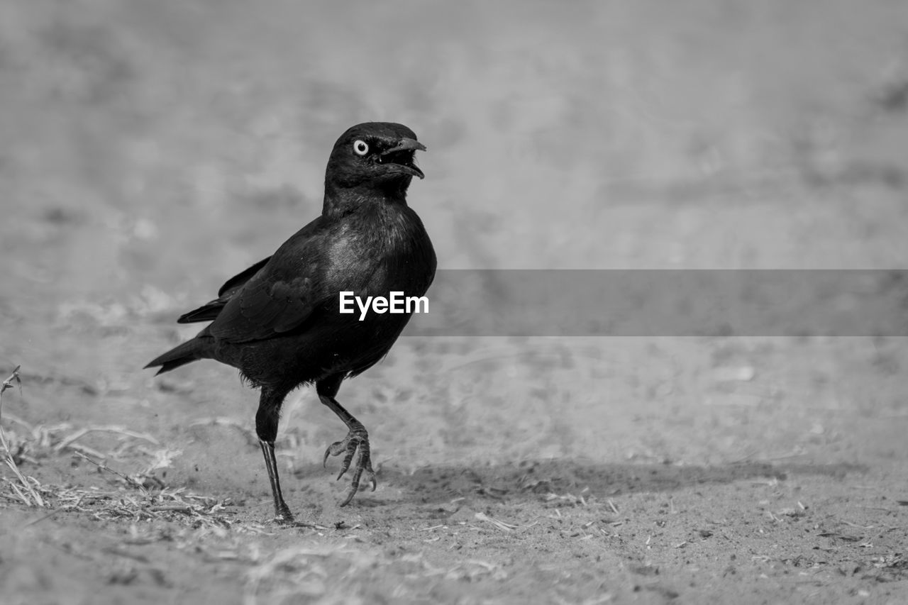 close-up of bird