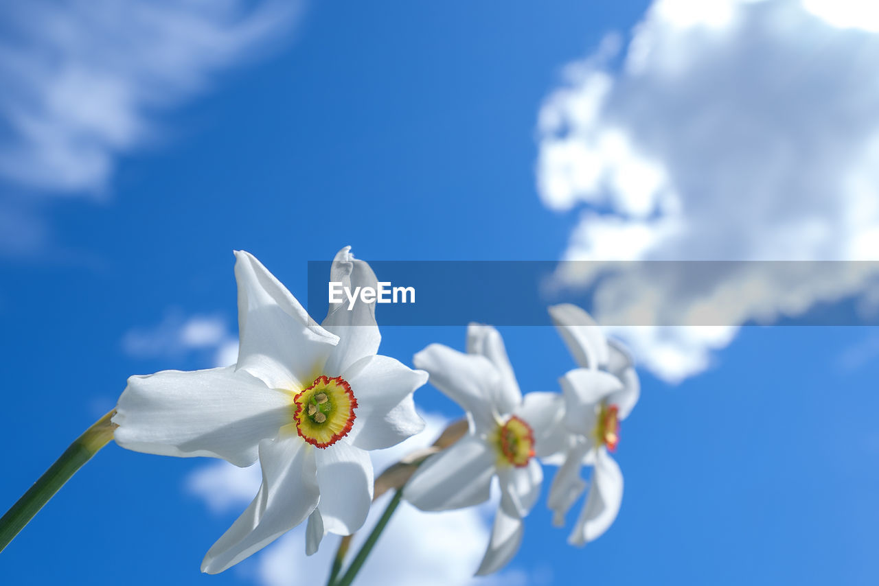 CLOSE-UP OF WHITE FLOWERS AGAINST BLUE SKY