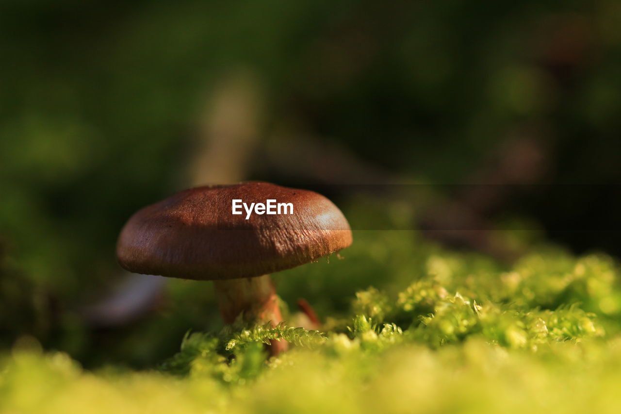 Close-up of mushroom