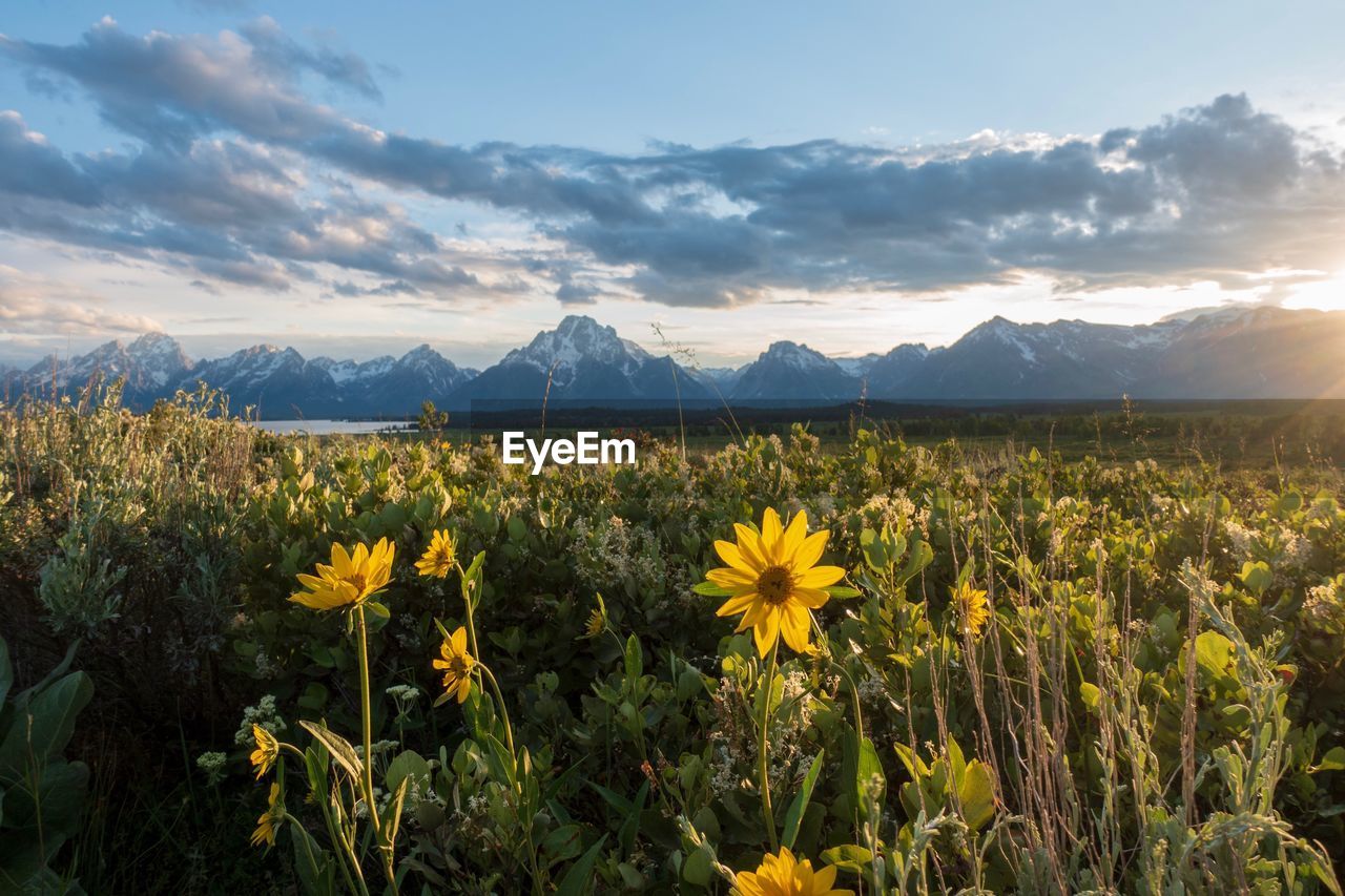 Yellow flowering plants on field against sky