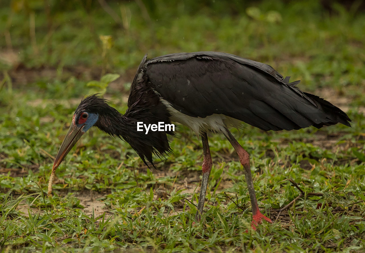 CLOSE-UP SIDE VIEW OF A BIRD ON FIELD