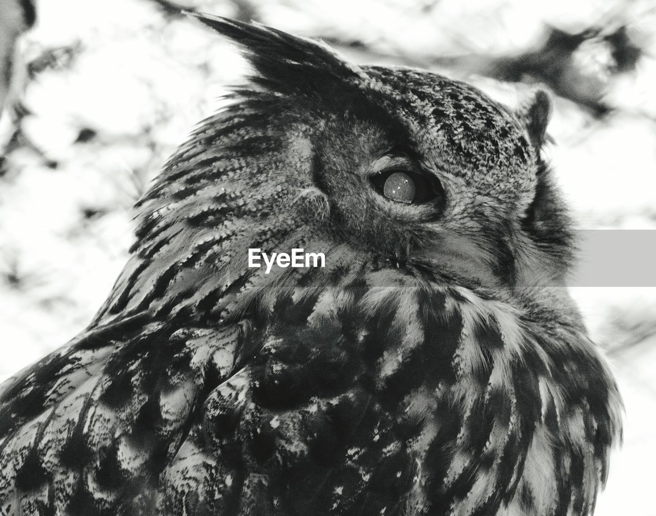 Close-up of owl