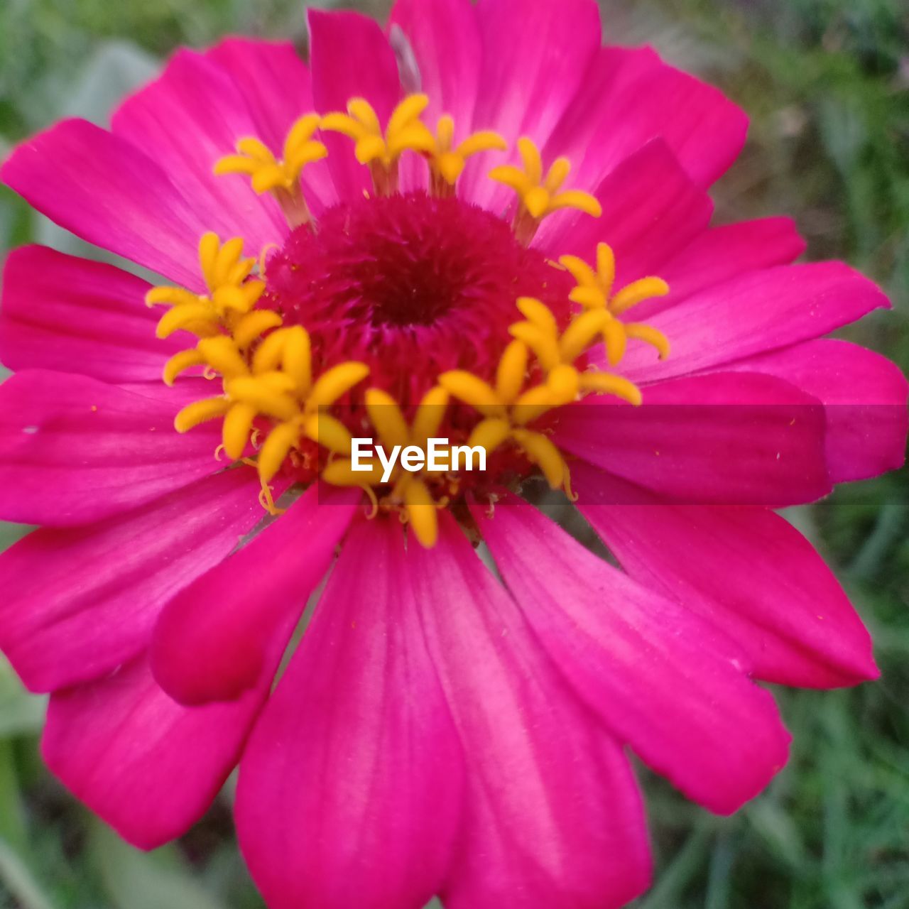 CLOSE-UP OF PINK DAHLIA