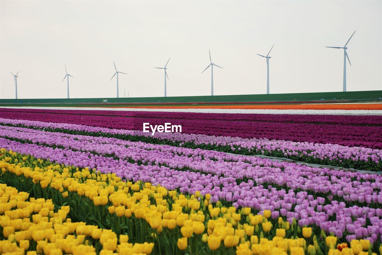 View of wind turbines on field against sky