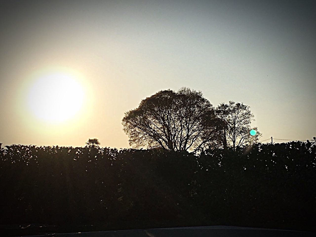 SILHOUETTE OF TREE AGAINST SKY DURING SUNSET