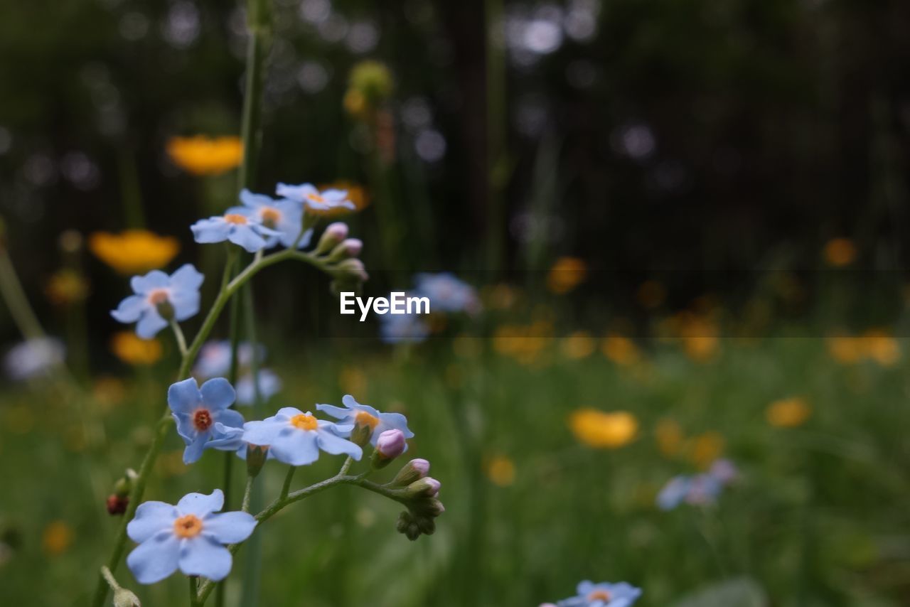 Close-up of purple flowering plant on field