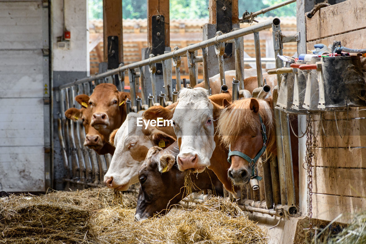 Dairy cows eating hay in barn on farm