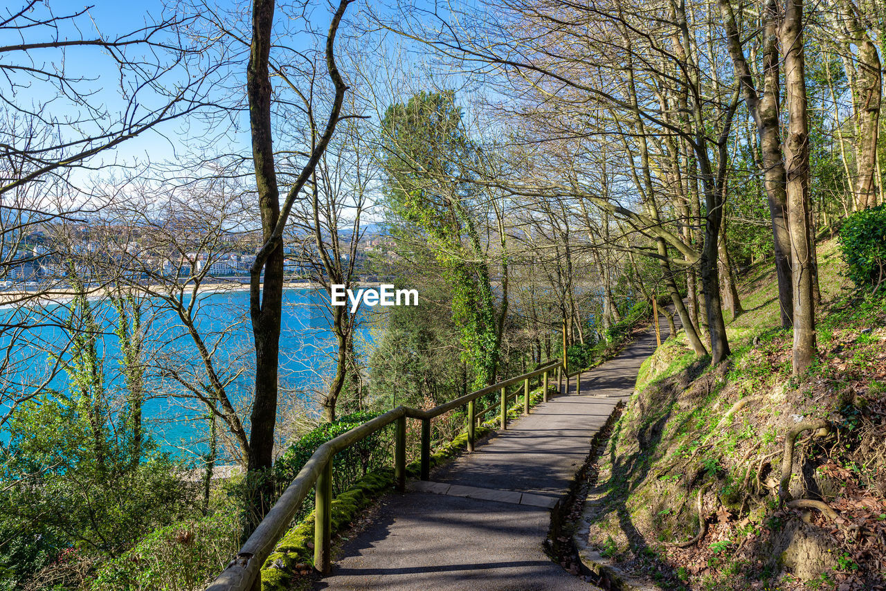 FOOTPATH AMIDST BARE TREES IN FOREST