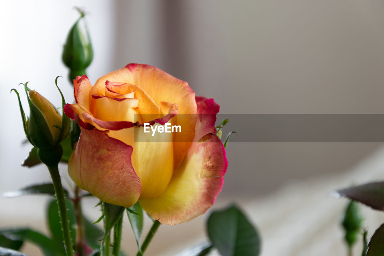 CLOSE-UP OF ROSE IN PLANT