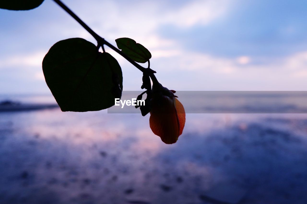 CLOSE-UP OF ORANGE FRUIT ON PLANT AT SUNSET