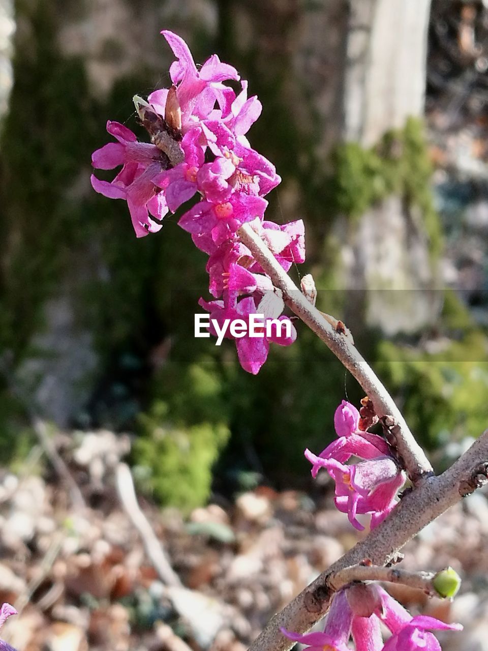 CLOSE-UP OF PINK FLOWERS ON PLANT