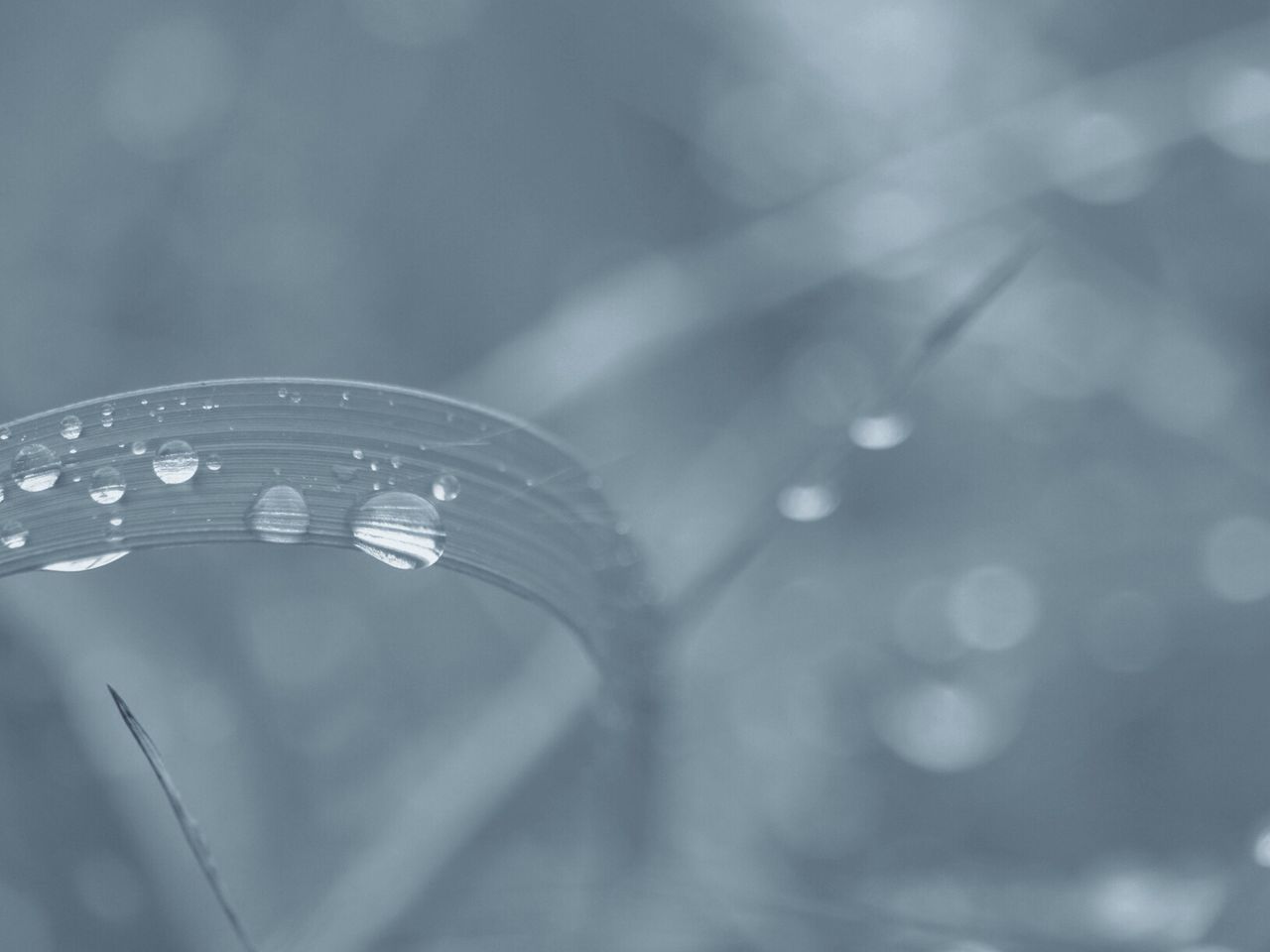 Close-up of water droplets on leaf