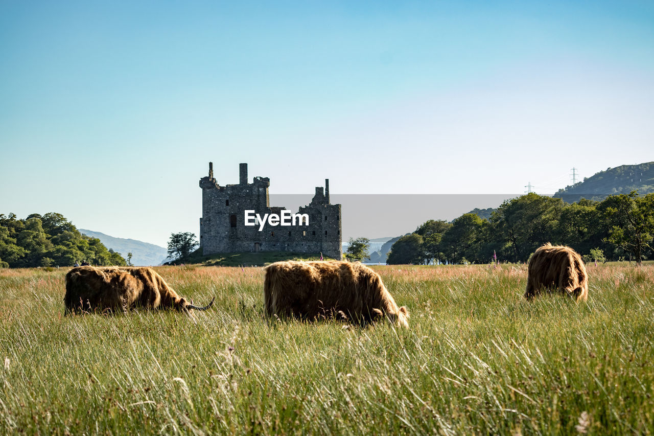 Sheep grazing in a field near old castle