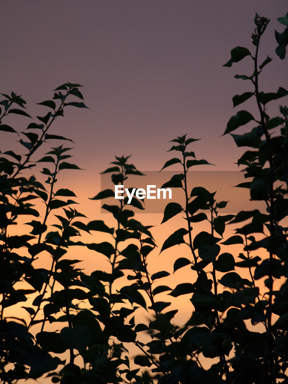 CLOSE-UP OF SILHOUETTE PLANT AGAINST SKY DURING SUNSET