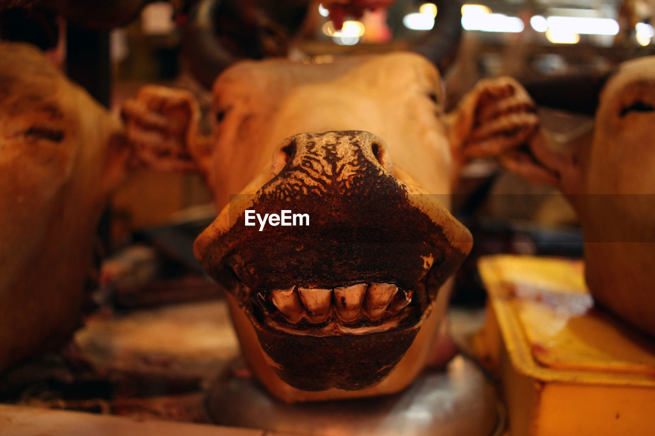 Close-up of cow head at butcher shop for sale