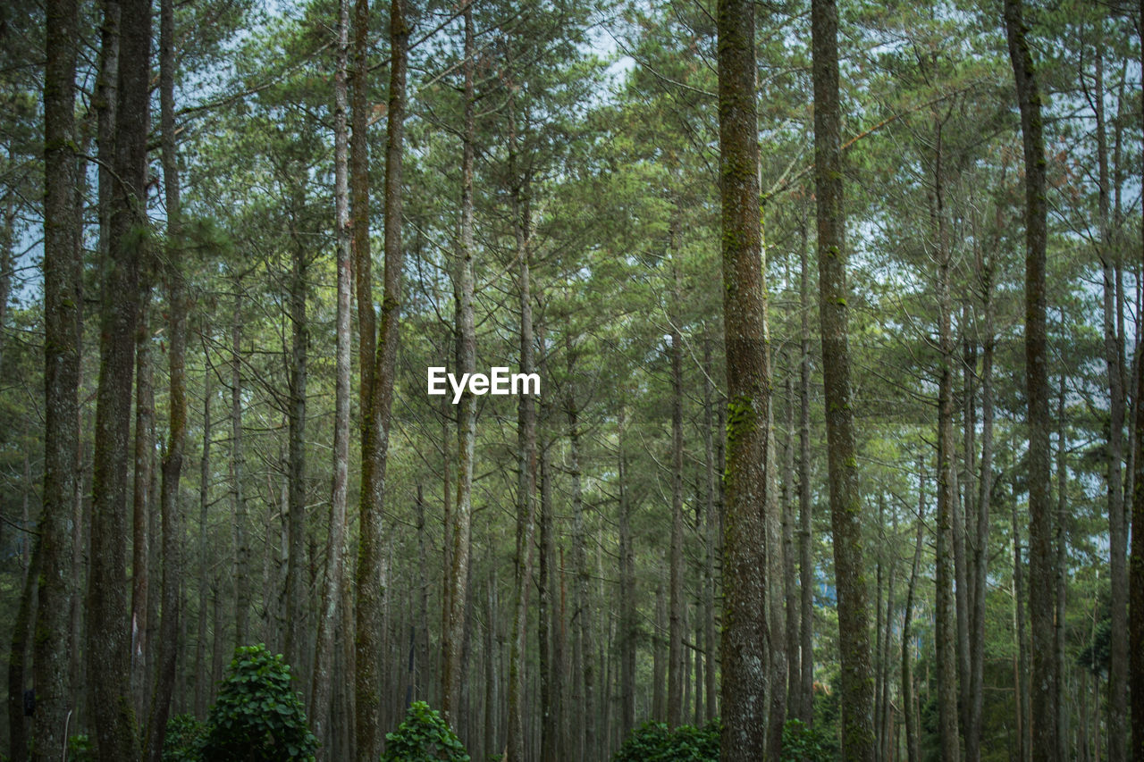 Full frame shot of bamboo trees in forest