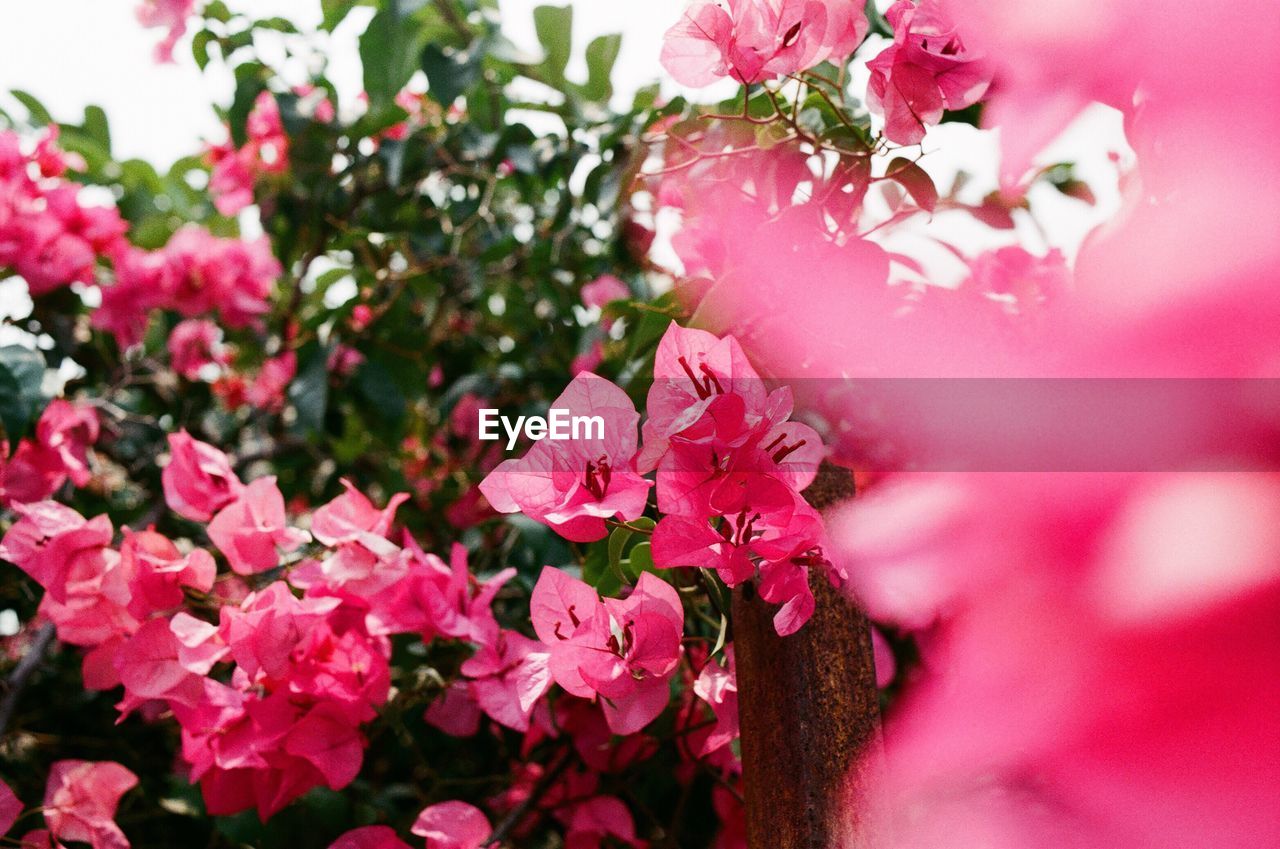 CLOSE-UP OF PINK FLOWERS BLOOMING