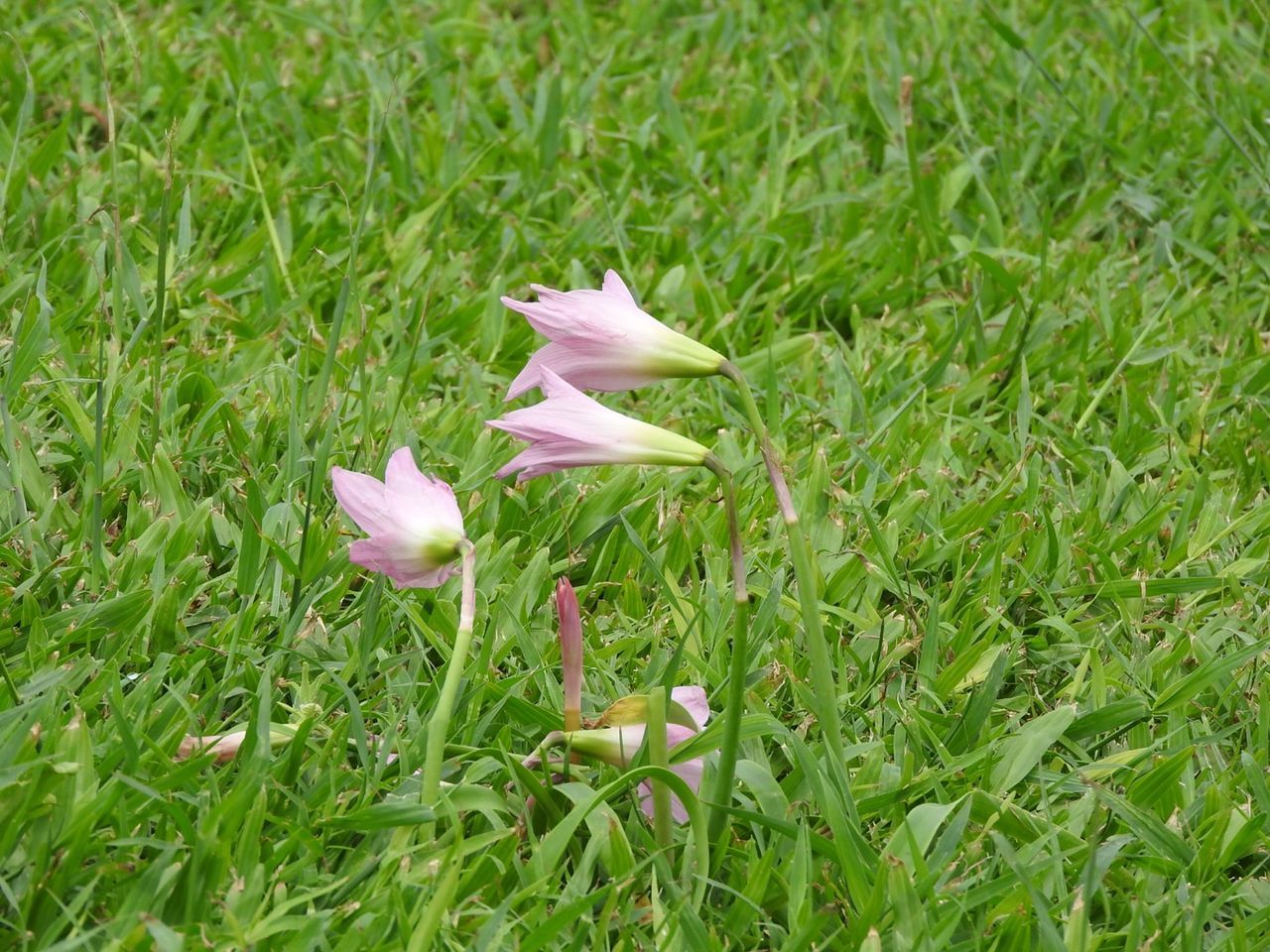 PINK FLOWERS BLOOMING ON FIELD