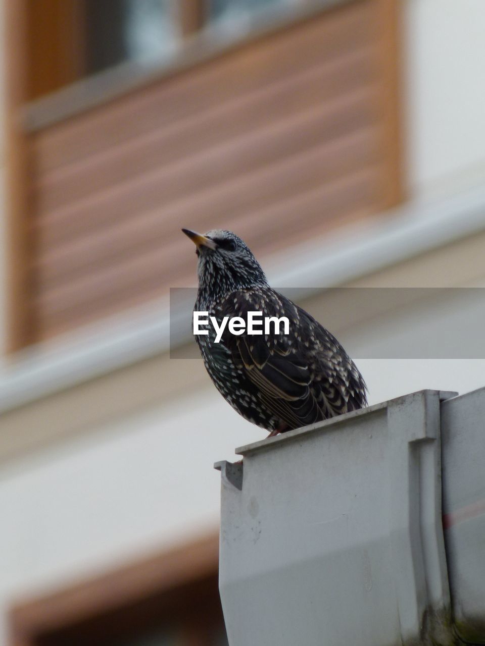 Low angle view of bird perching on metal