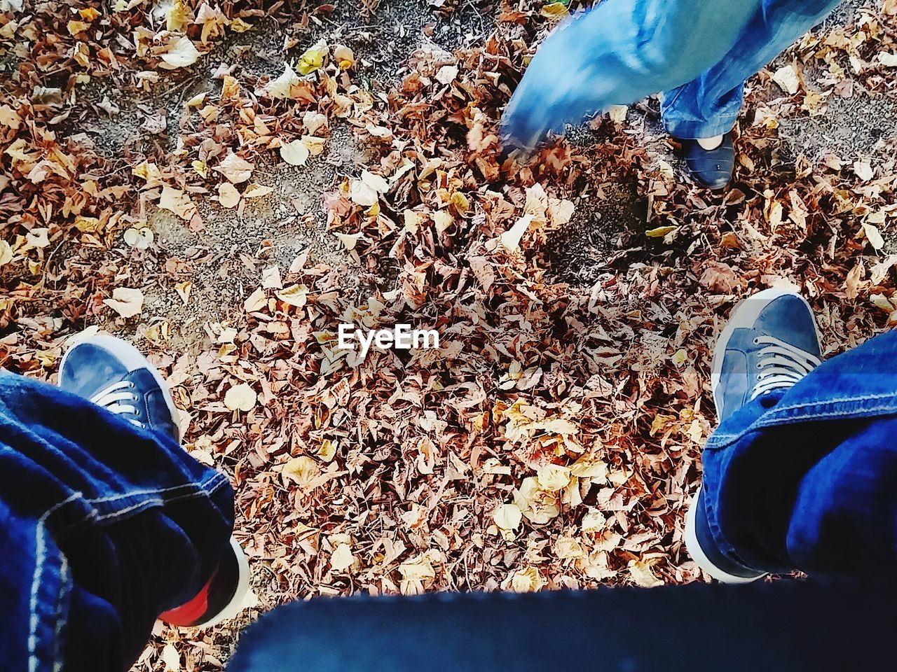 Low section of people on field with leaves