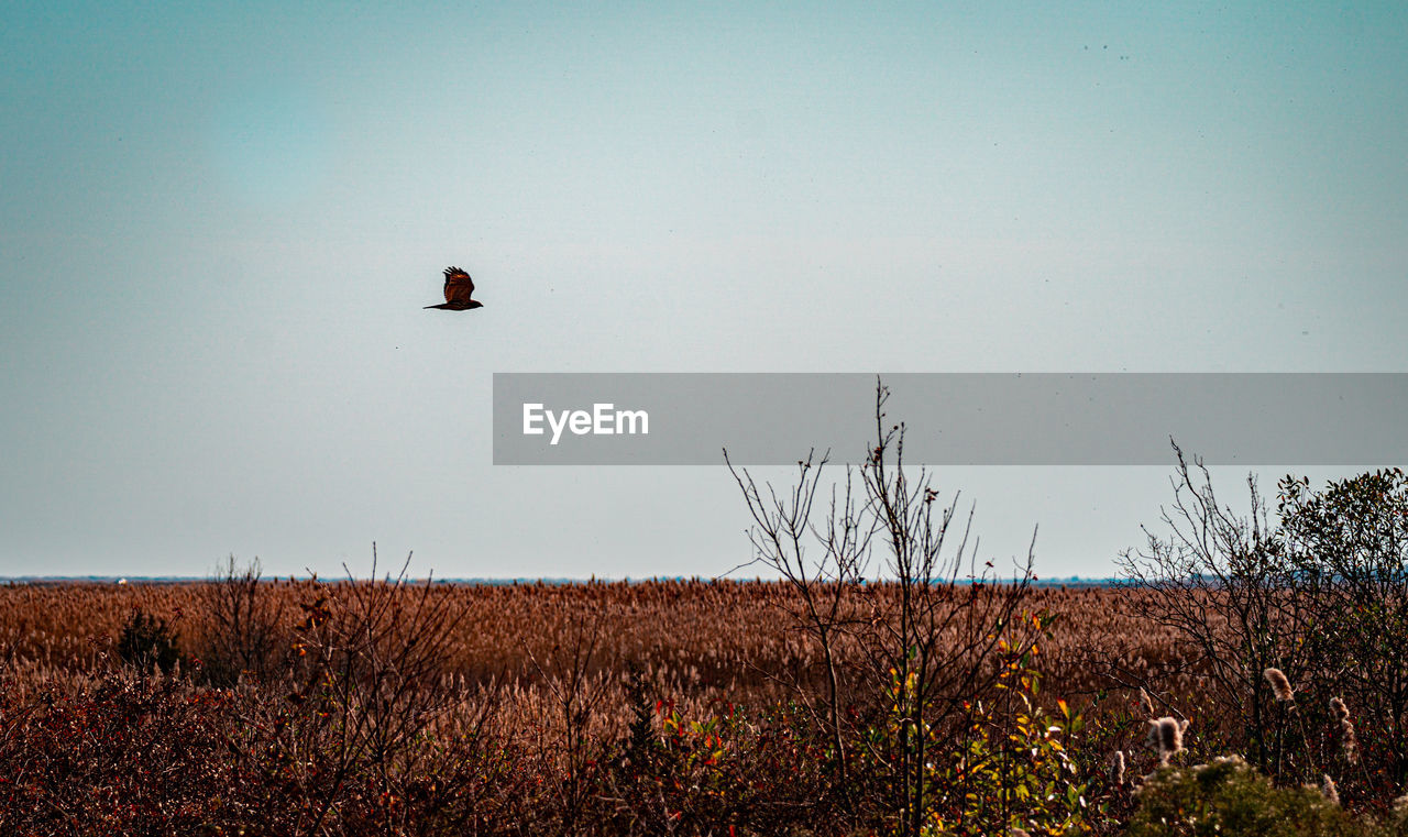 BIRD ON A LAND