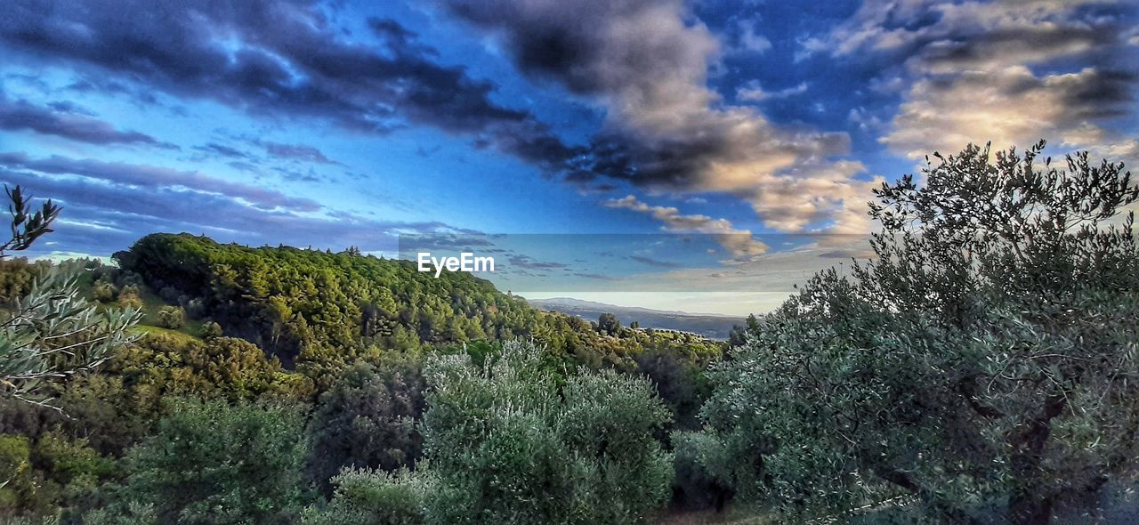 PANORAMIC SHOT OF TREES AGAINST SKY