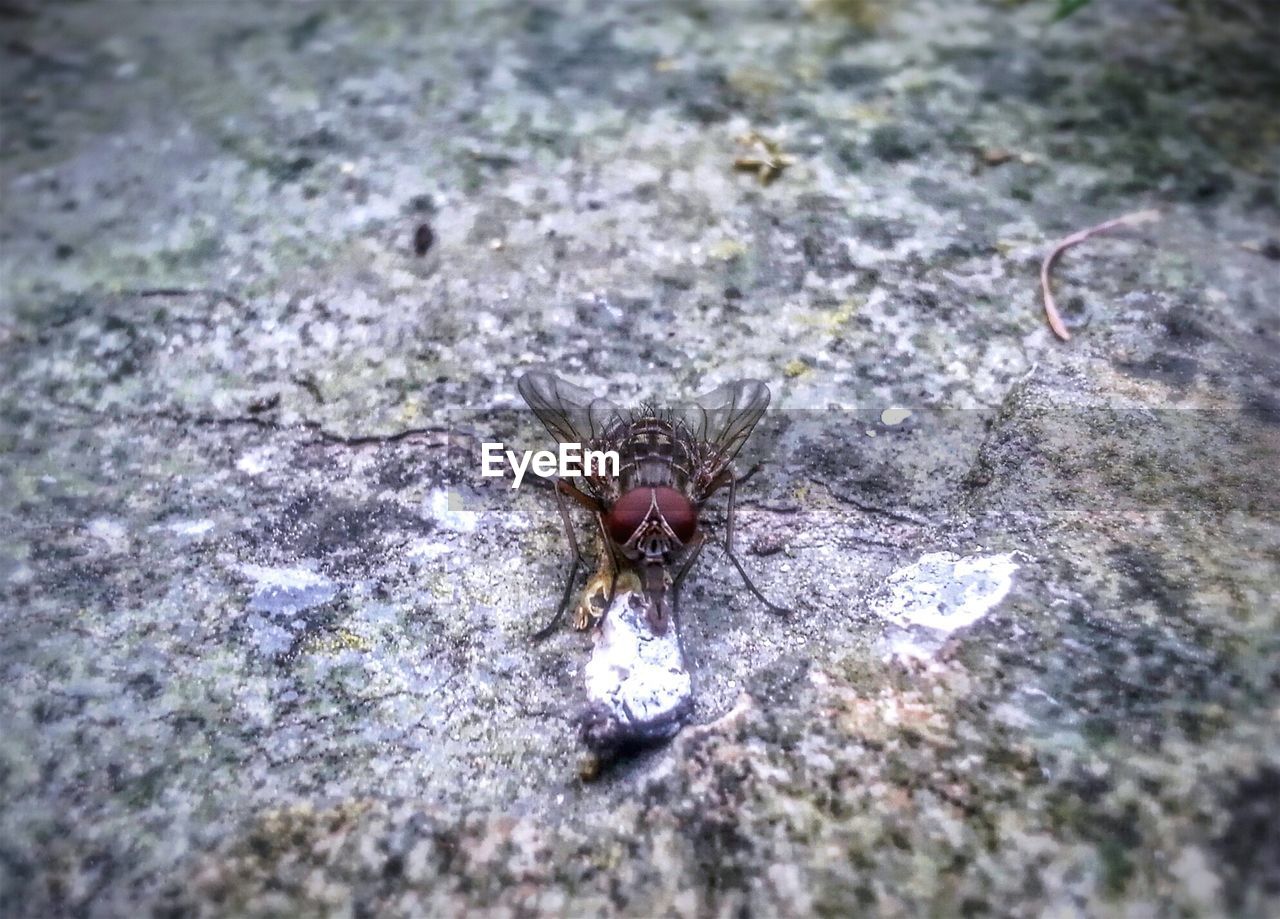 CLOSE-UP OF SPIDER ON LEAF