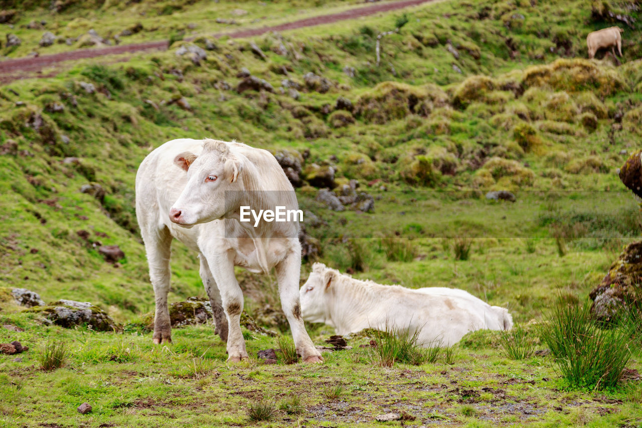  cow in a field