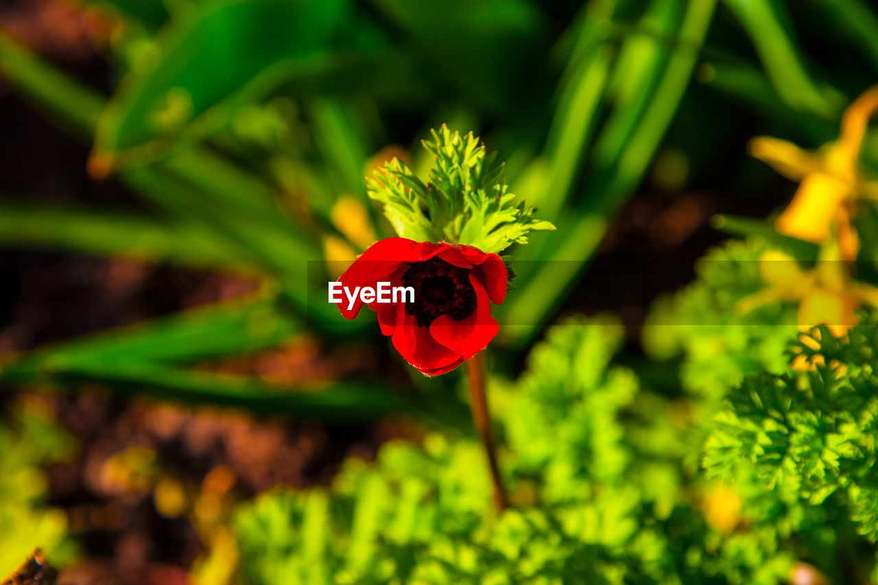 CLOSE-UP OF RED FLOWER BLOOMING IN PLANT