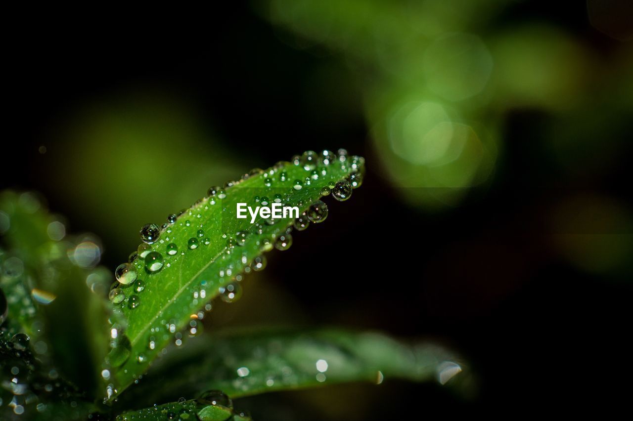 Close-up of raindrops on leaves