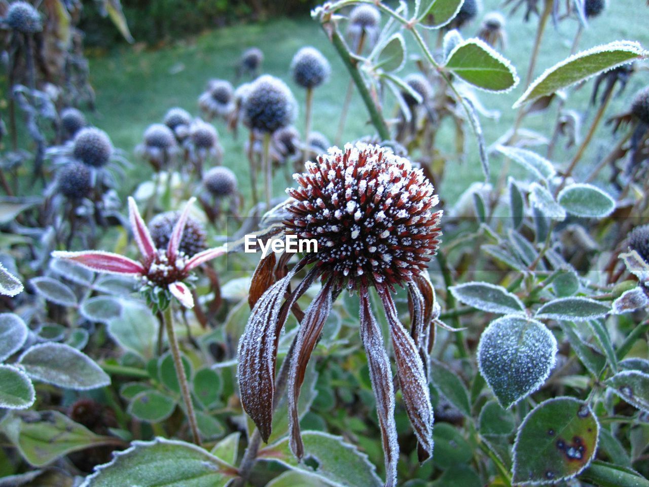 Close-up of flowers