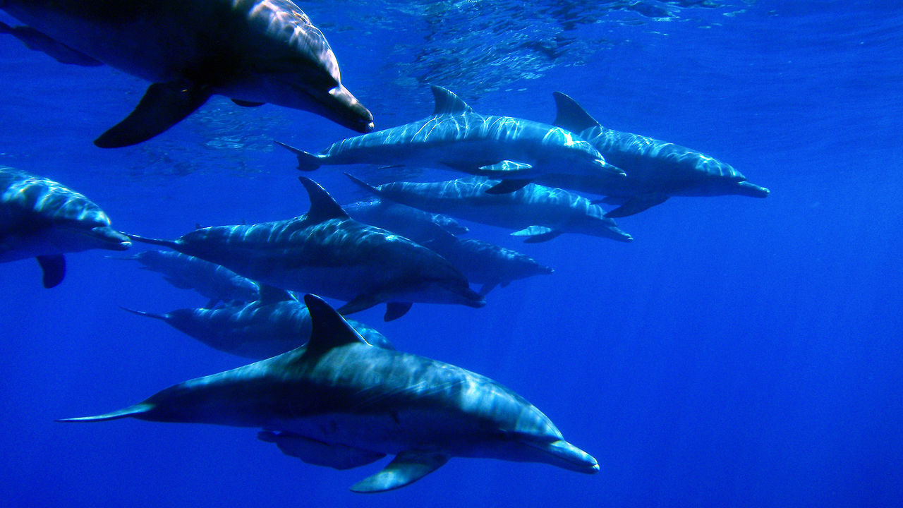 FISH UNDERWATER