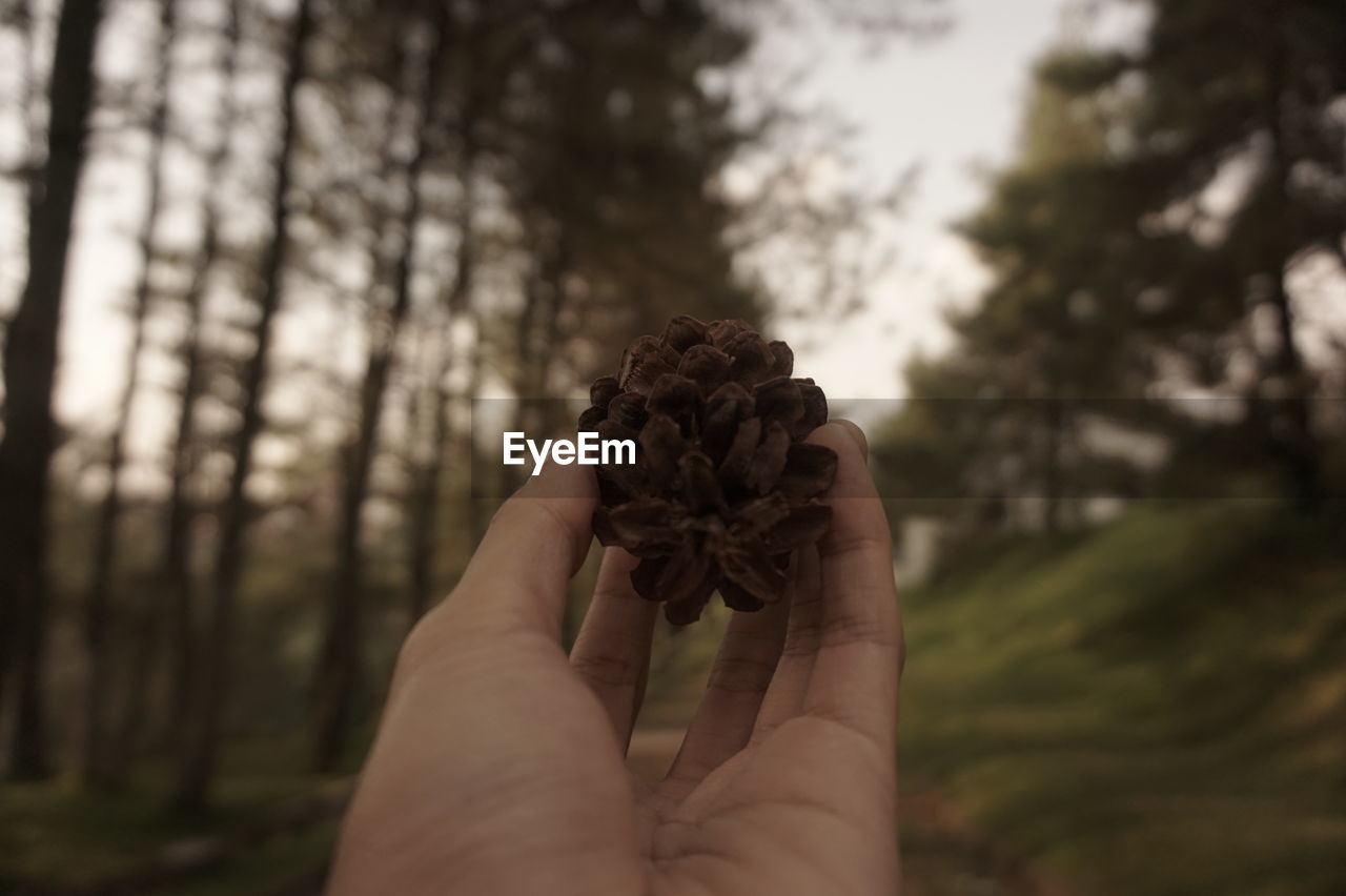 Pinecone raised by a hand in the middle of the wood