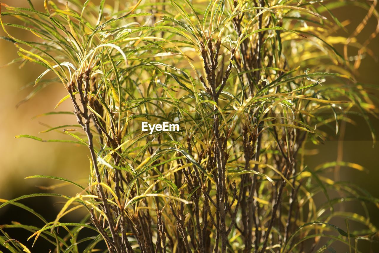 plant, grass, growth, nature, green, agriculture, land, beauty in nature, no people, food, crop, sunlight, food and drink, tree, flower, branch, outdoors, field, focus on foreground, cereal plant, close-up, leaf, environment, landscape, plant part, rural scene, day