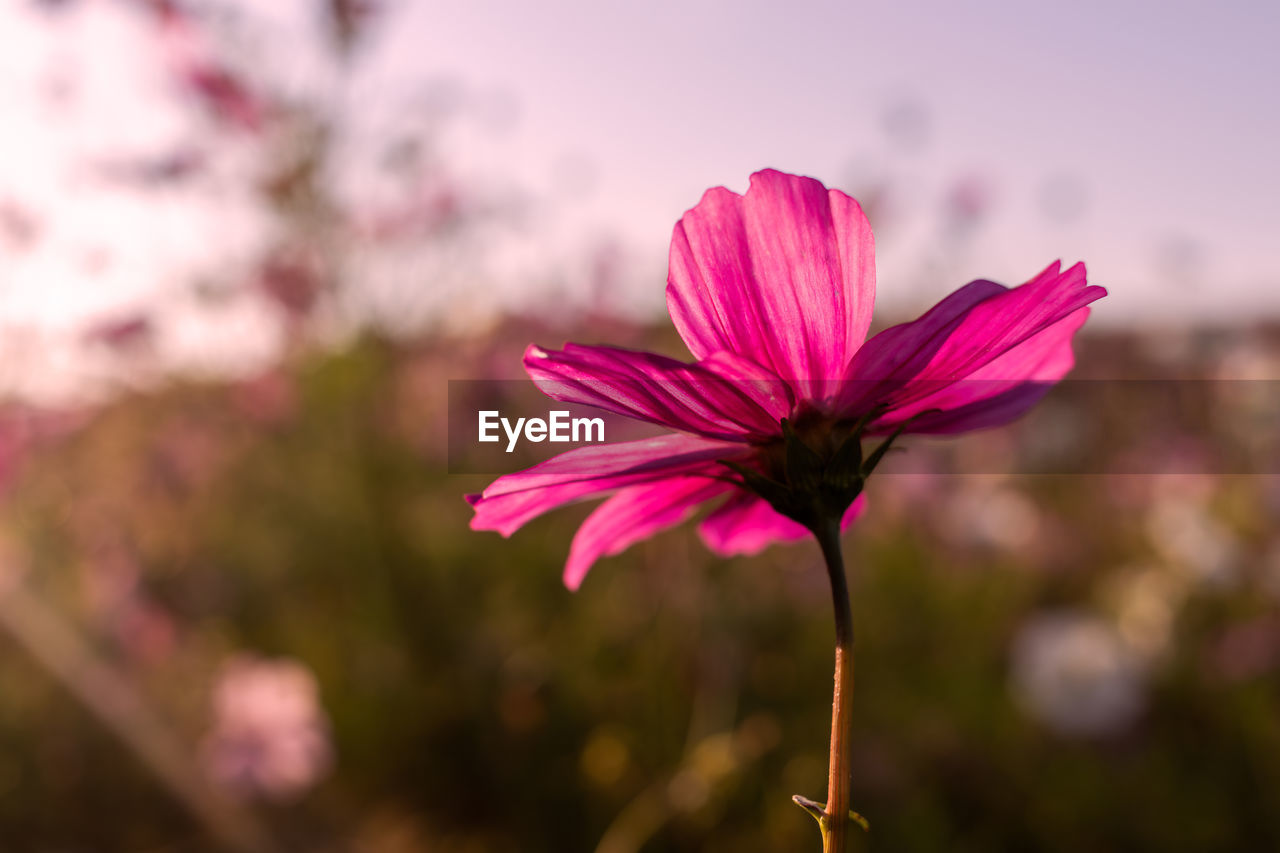 flower, flowering plant, plant, freshness, beauty in nature, pink, blossom, nature, close-up, fragility, petal, macro photography, flower head, focus on foreground, inflorescence, springtime, growth, no people, garden cosmos, outdoors, sky, magenta, botany, multi colored, environment, purple, selective focus, summer, landscape, cosmos, wildflower, sunlight, tranquility, tree
