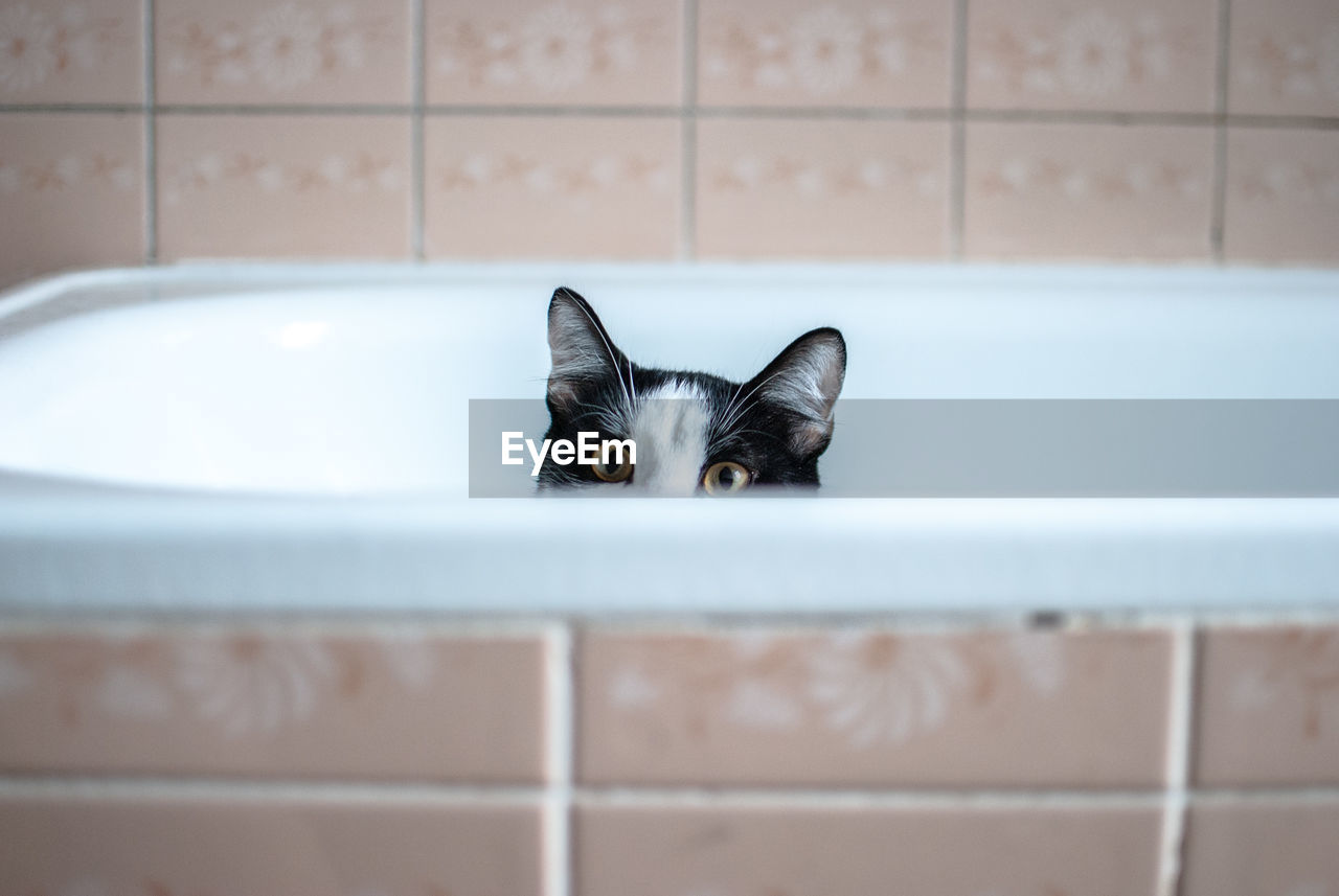 Portrait of cat hiding in bathtub