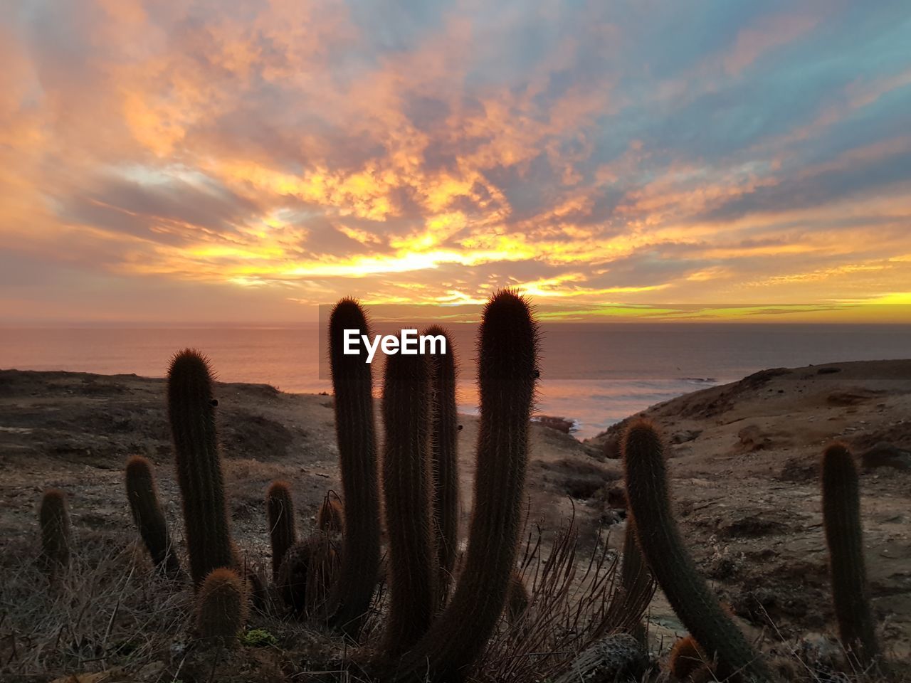 Cactus on field against sky during sunset