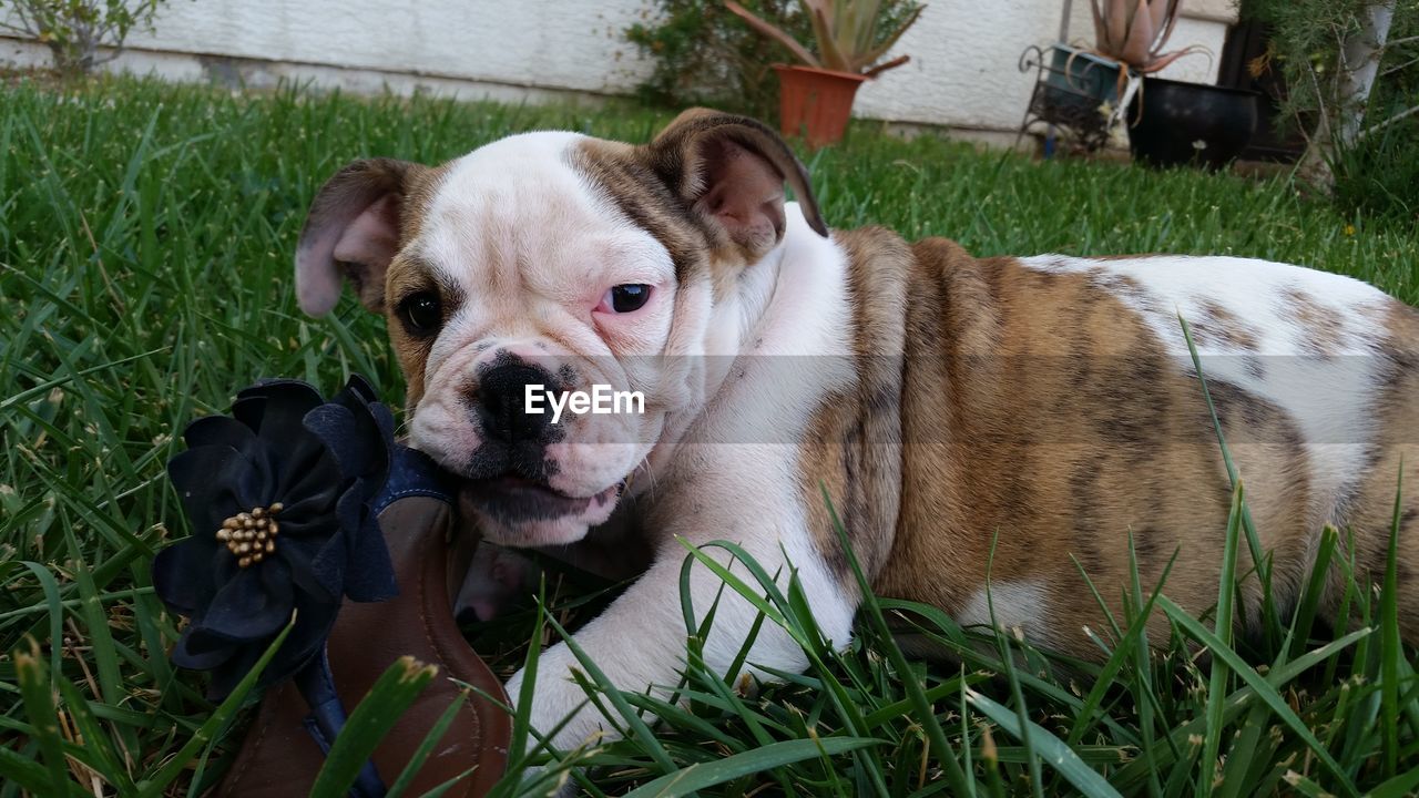 Portrait of dog on grassy field