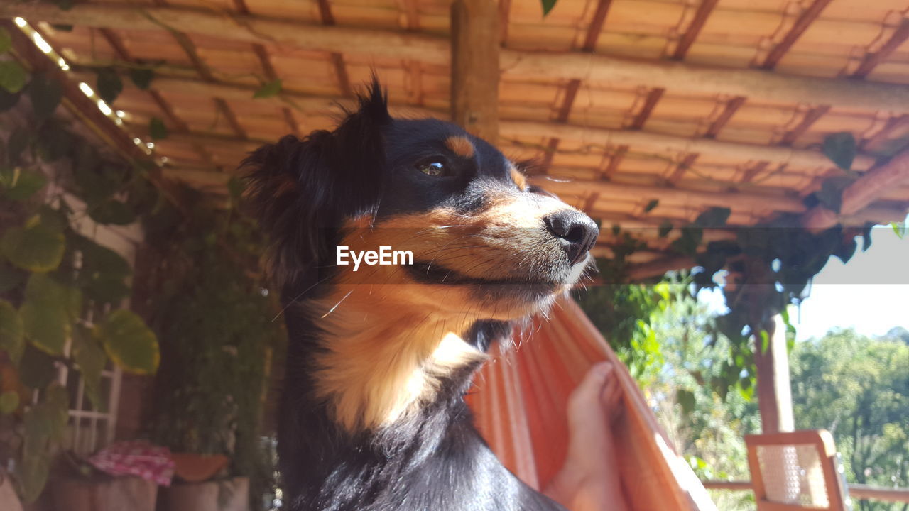 Close-up of dog looking away