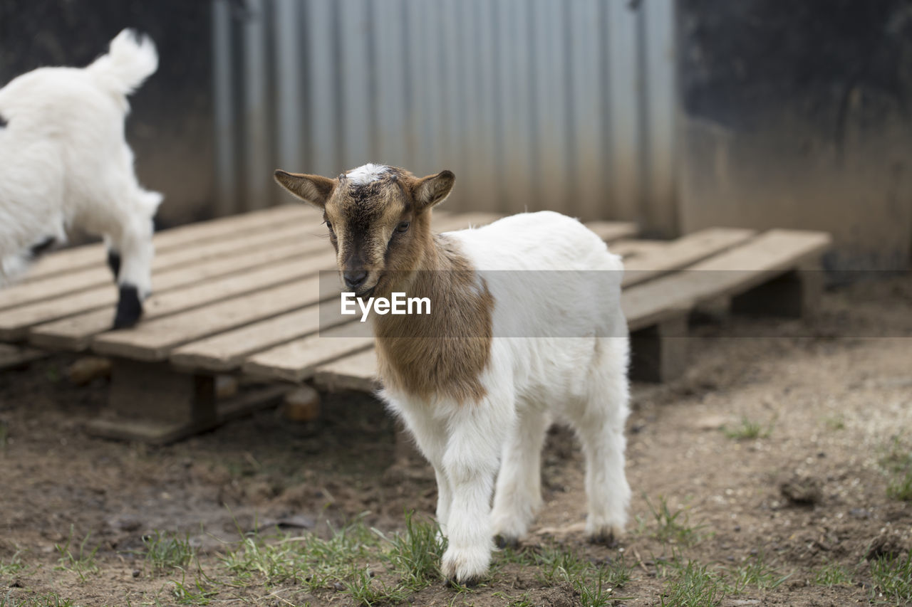 African pygmy goat